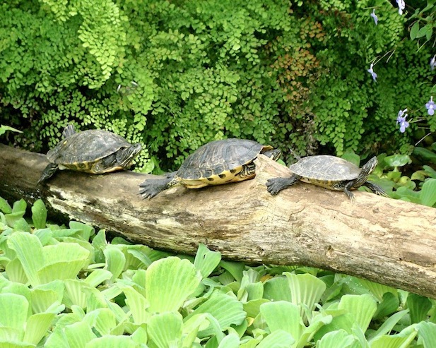 terrapin